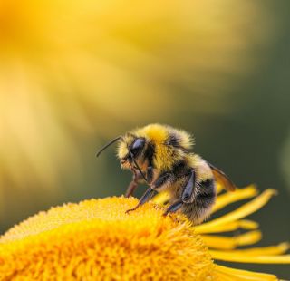 Cours d'initiation d'apiculture